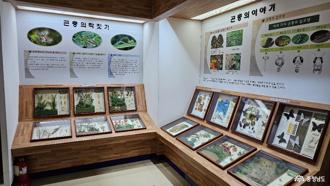 곤충학습관 내부 전시물