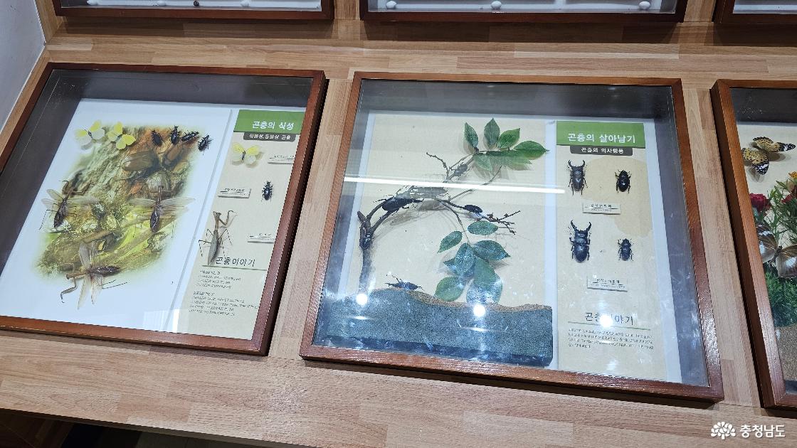 곤충학습관 내부 전시물