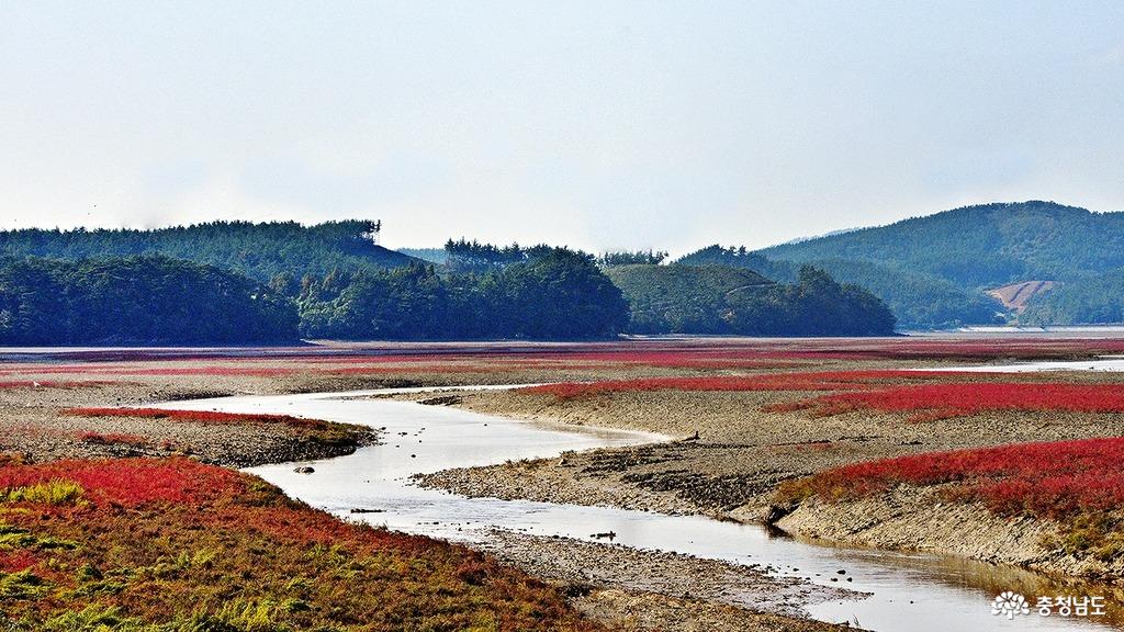 서산 가로림만 갯벌 식생복원