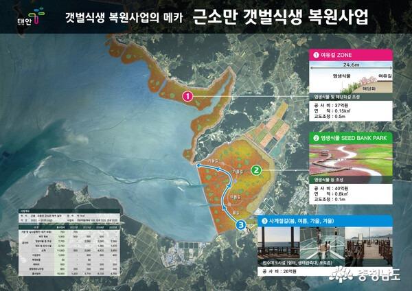 태안 근소만 갯벌 염생식물