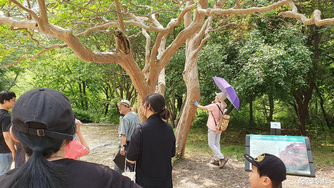 계룡산 갑사 배롱나무