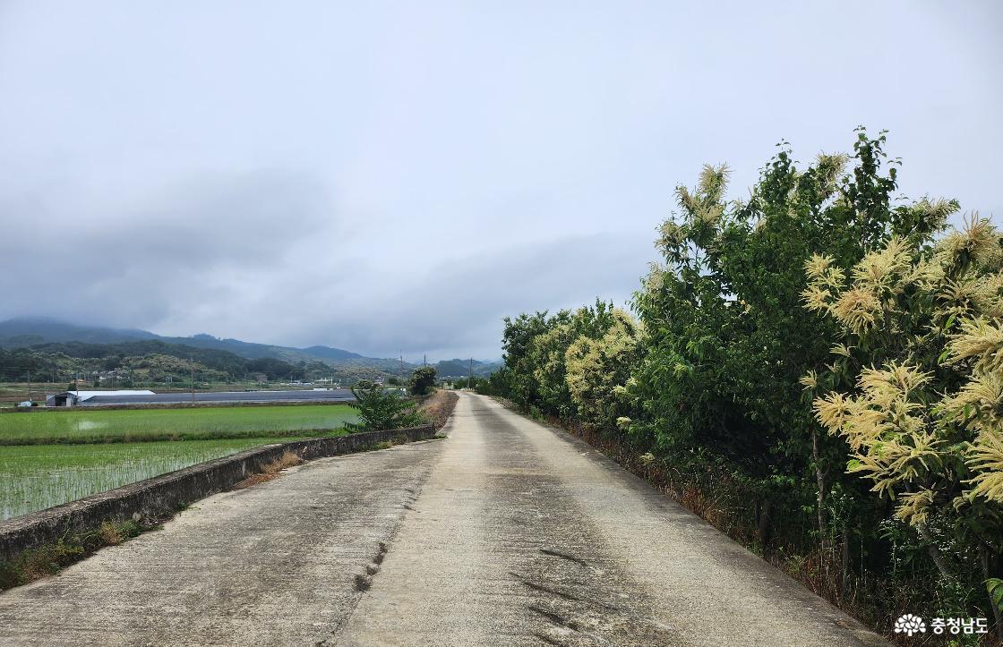  정안천변의 밤나무