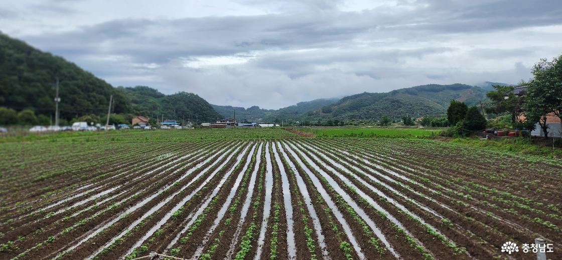 잠시 장맛비가 멈춘 들녘 풍경