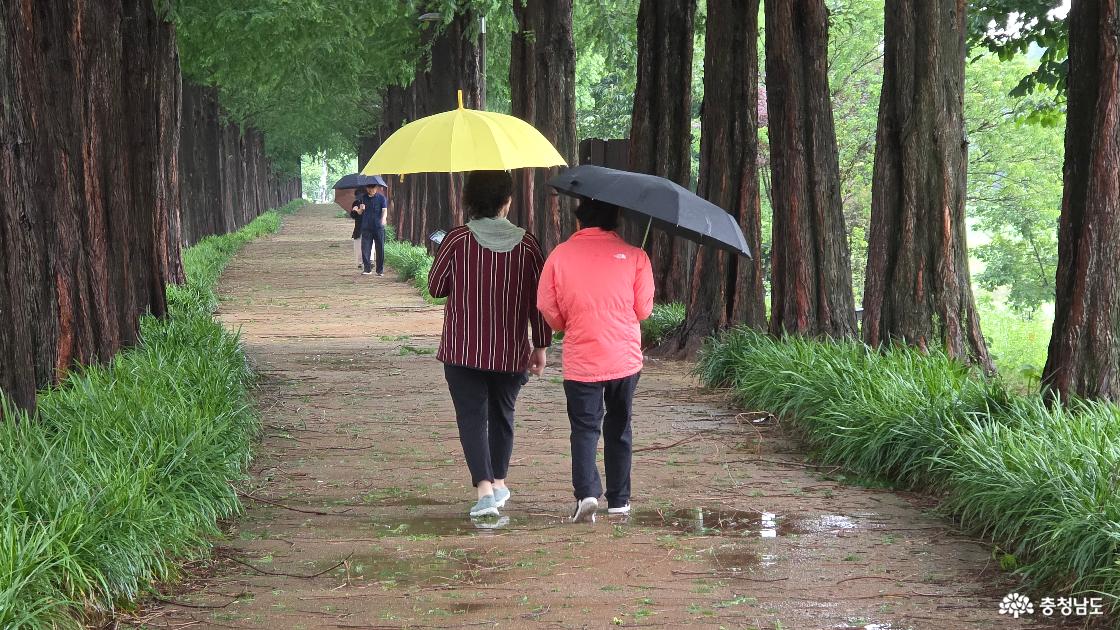 공주 연꽃 보며 걷는 메타세쿼이아길