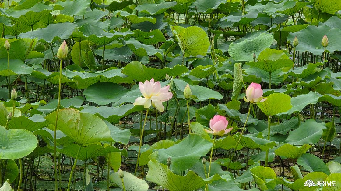 정안천 연못에 핀 연꽃