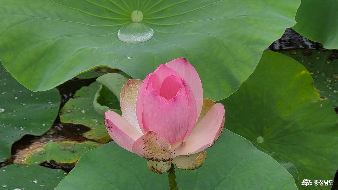 정안천 연못 연꽃