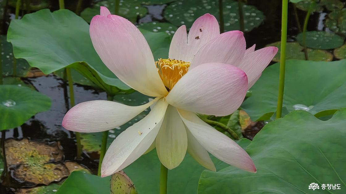 정안천 연못에 핀 연꽃