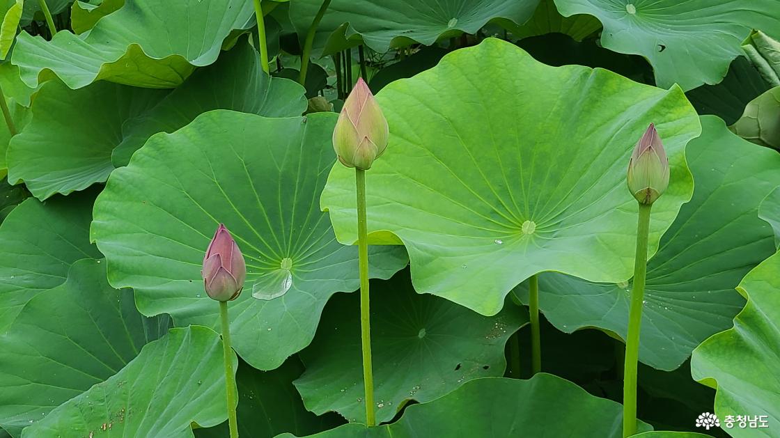 꽃망울이 맺힌 분홍 연꽃 꽃봉오리