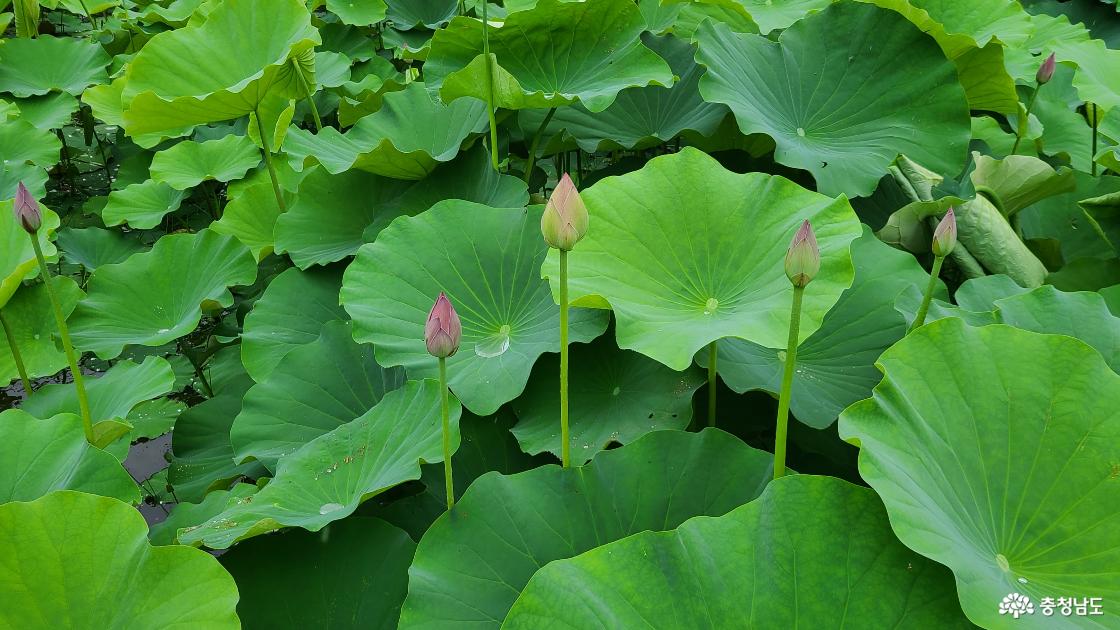 꽃망울이 맺힌 분홍 연꽃 꽃봉오리