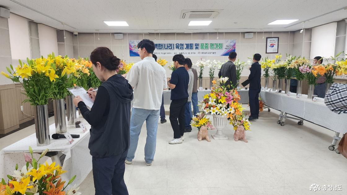 백합 육성계통 및 품종 품평회