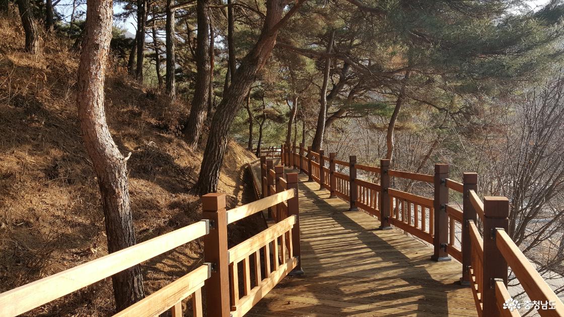 소나무 데크
