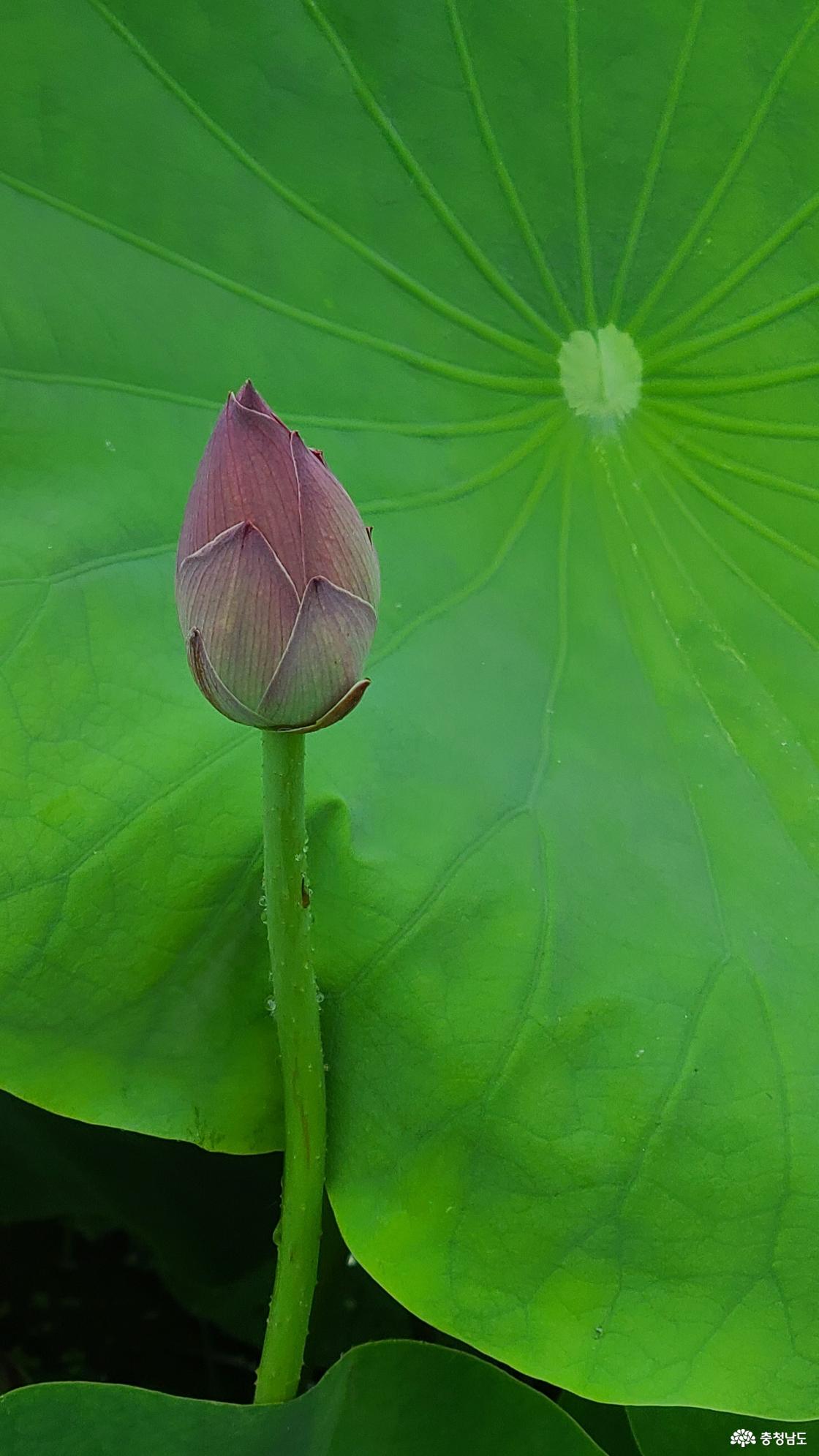 아직 피지 않은 연꽃 꽃봉오리 한송이.