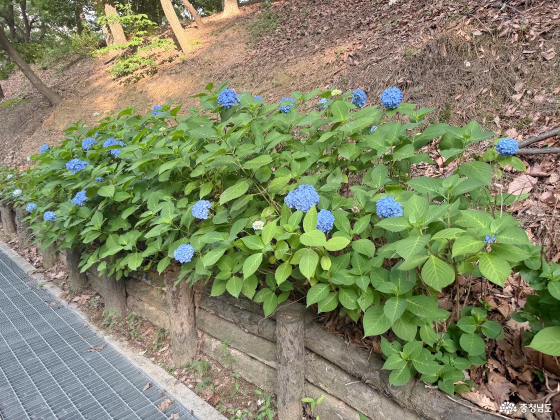 산책로의 파란 수국