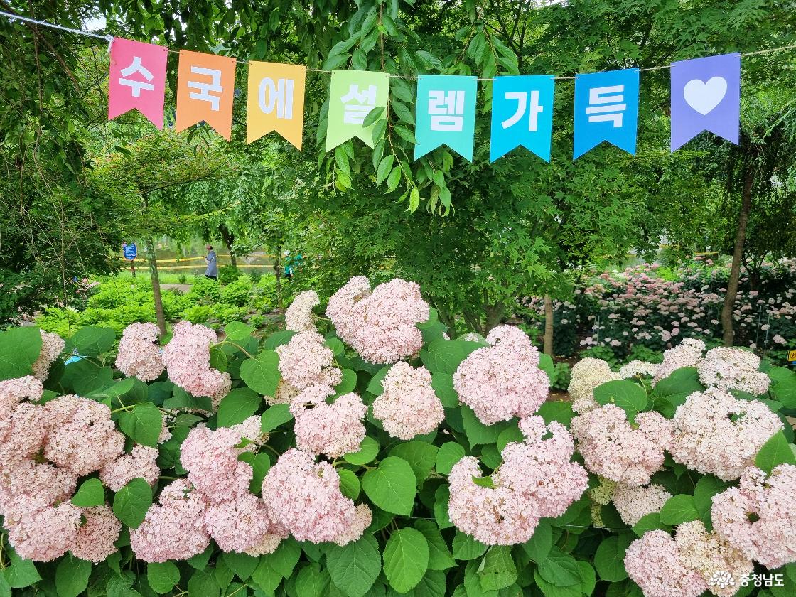 제4회 유구색동수국정원꽃축제, 수국 산책로