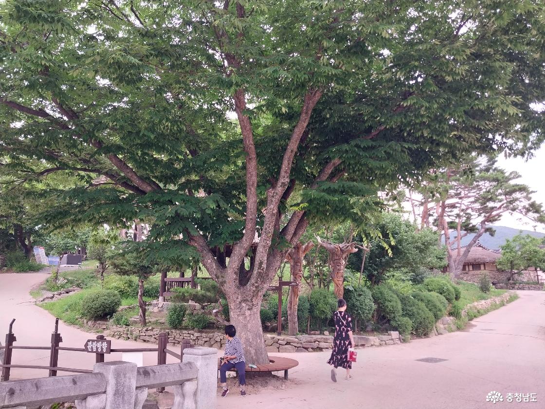 마을 입구의 고목