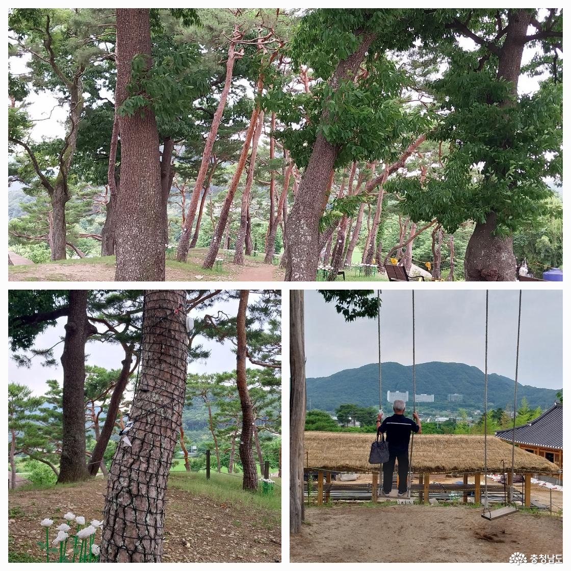 소나무 숲