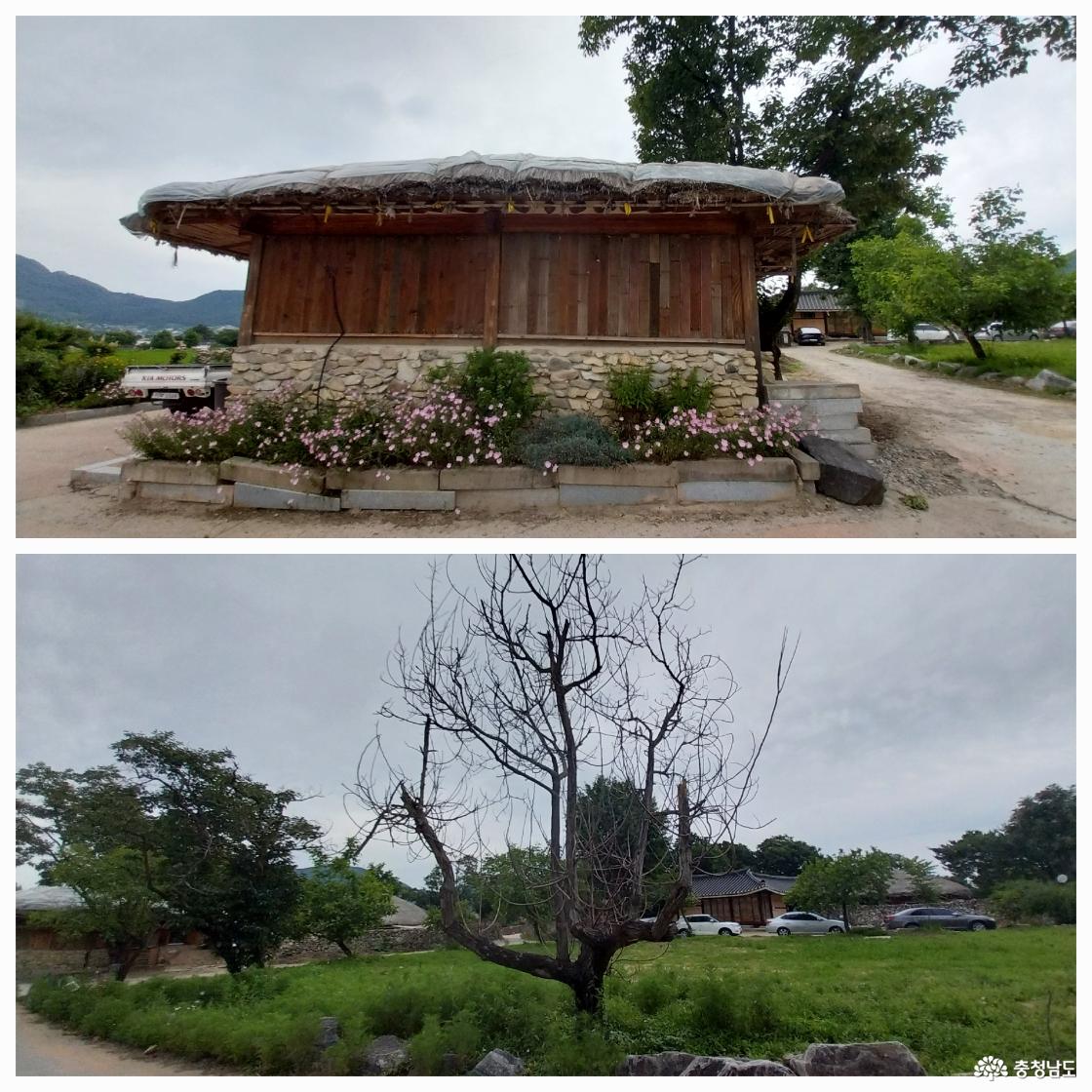 가옥과 낮달맞이