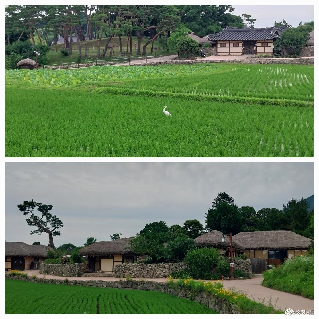 논에 내려 앉은 백로