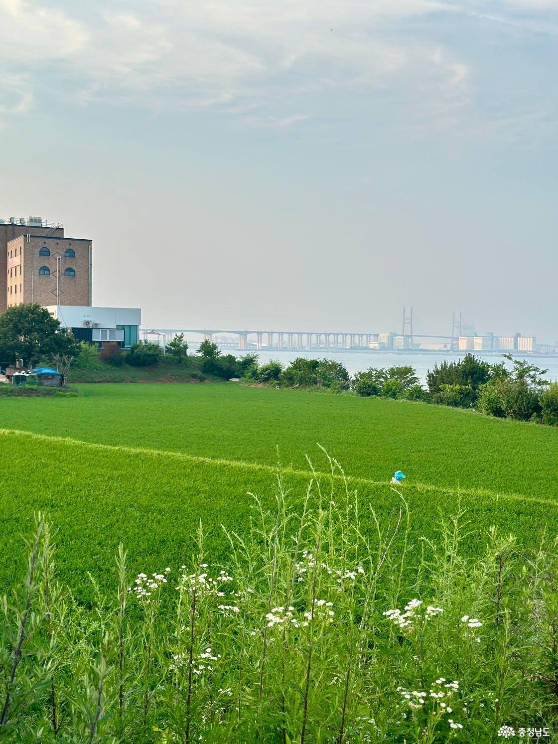 충남 당진 신평 카페 로드1950