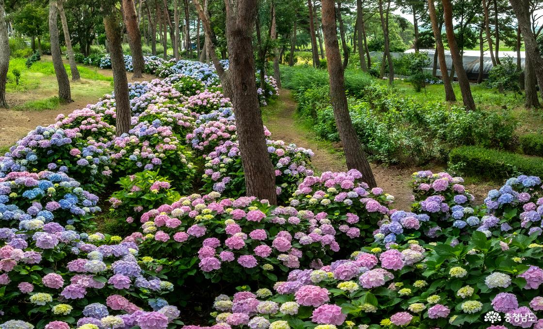 서쪽 산책로의 수국정원