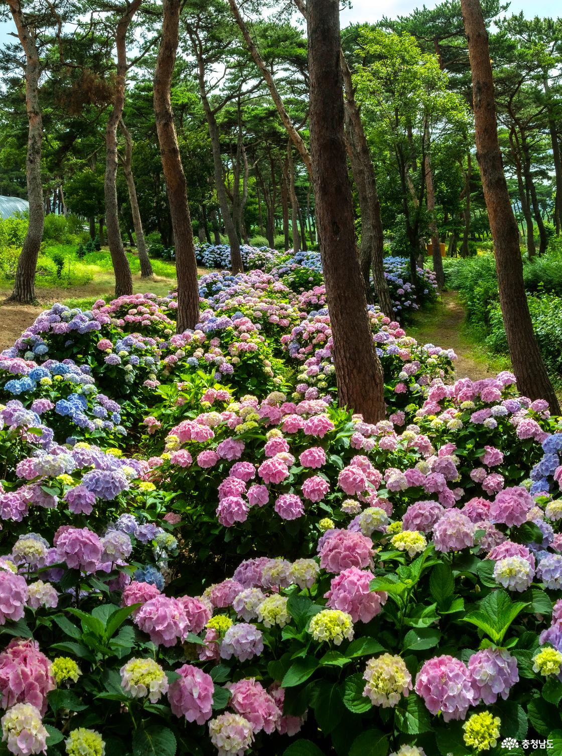 서쪽 산책로의 수국정원
