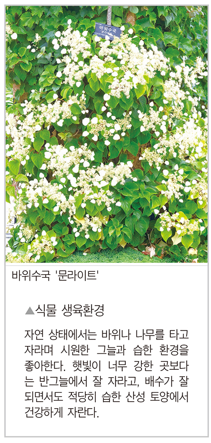 나무를 타고 올라가는 수국 