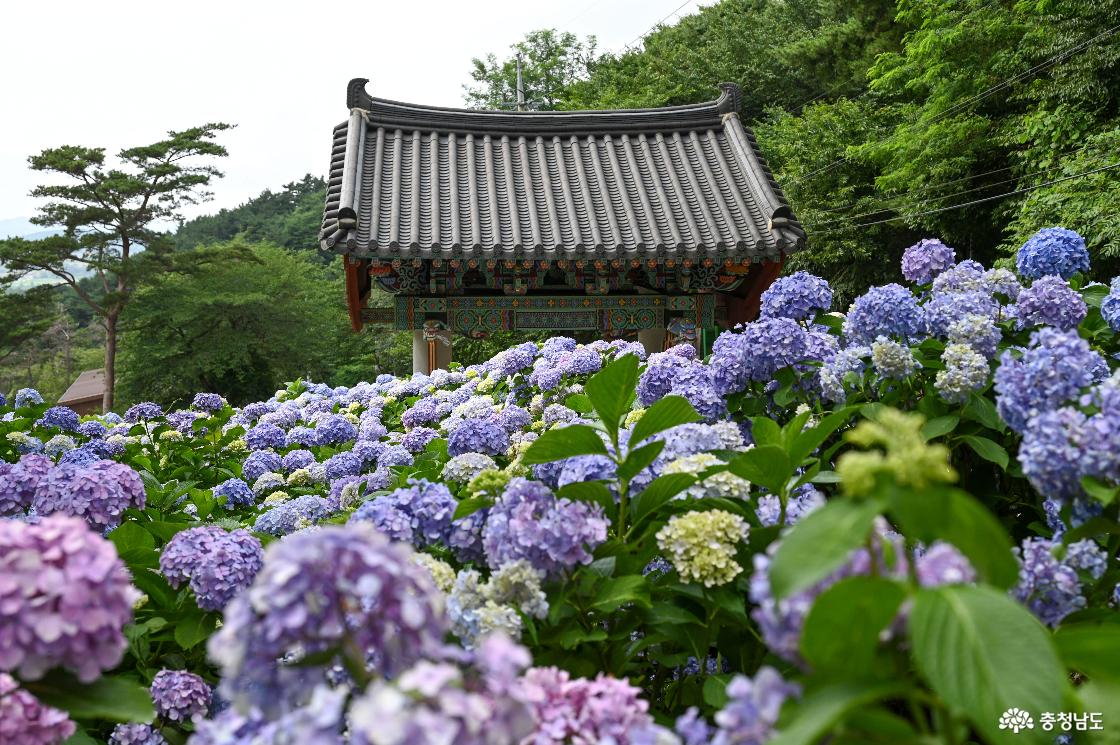서산 부석사 수국의 모습