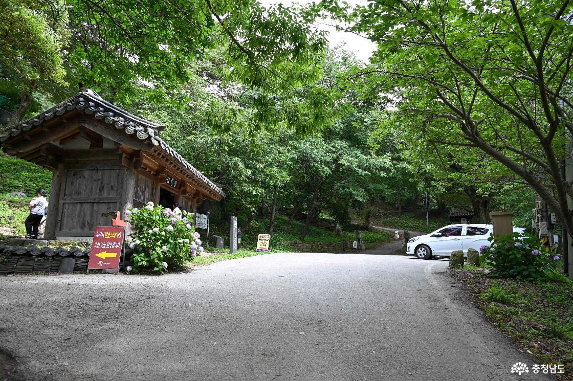 부석사 입구 주차장과 수국의 모습