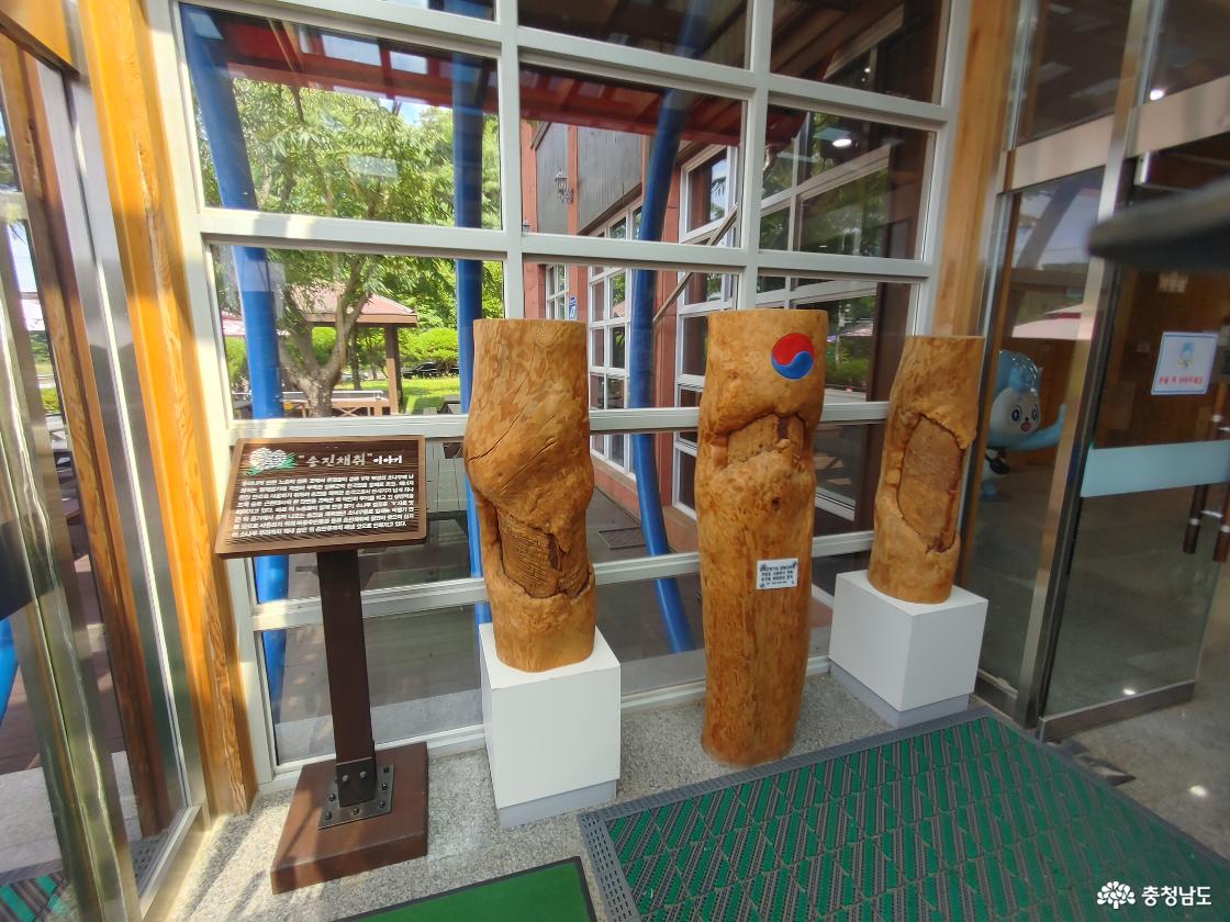 송진채취 이야기