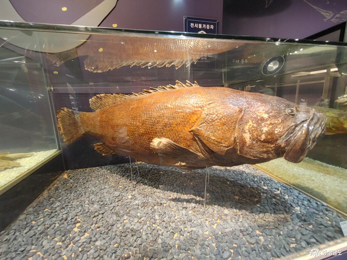 제주돗돔 표본 모습