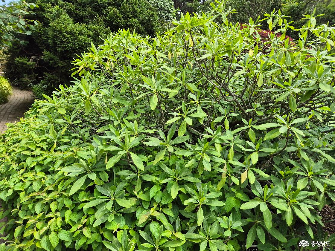 천리포수목원12