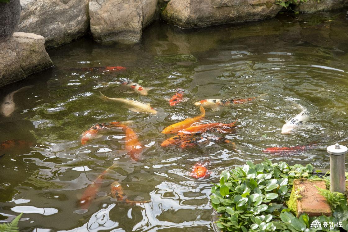 전시온실에 사는 금붕어