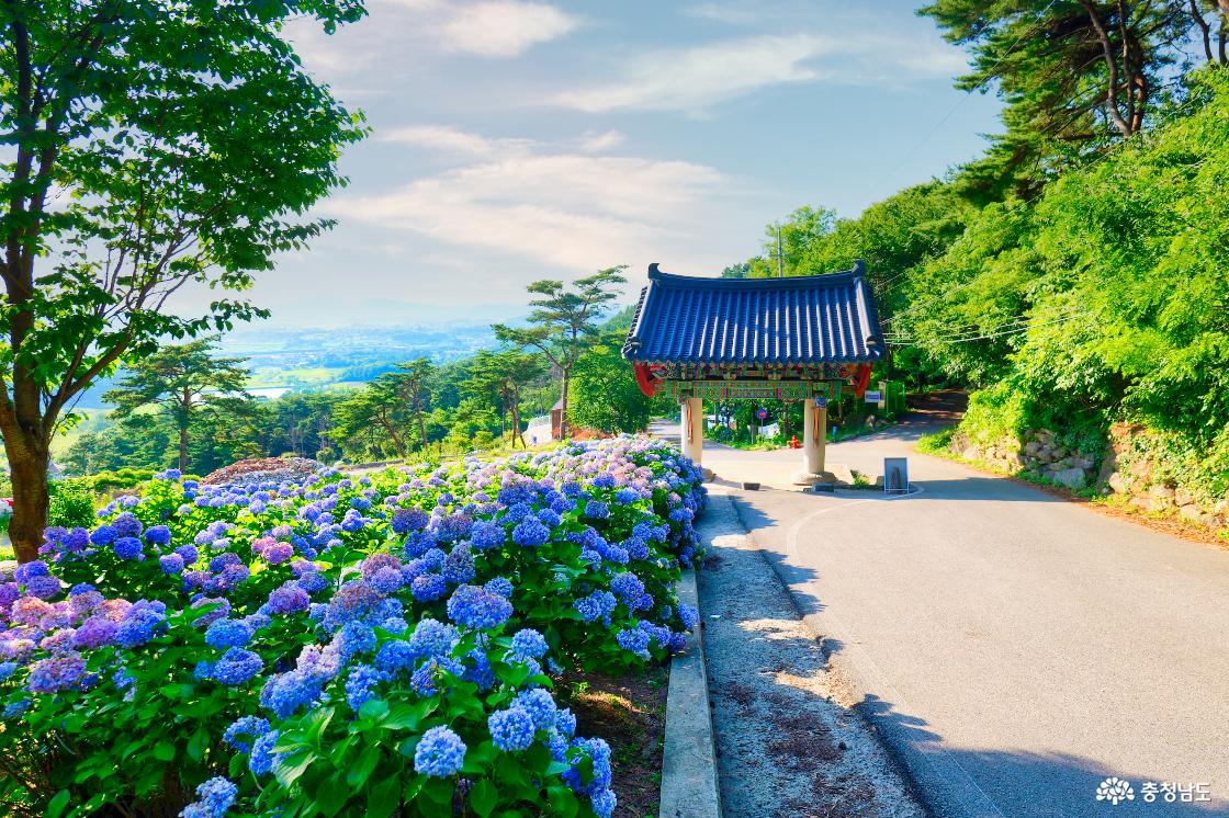 일주문 곁에 피어 있는 수국