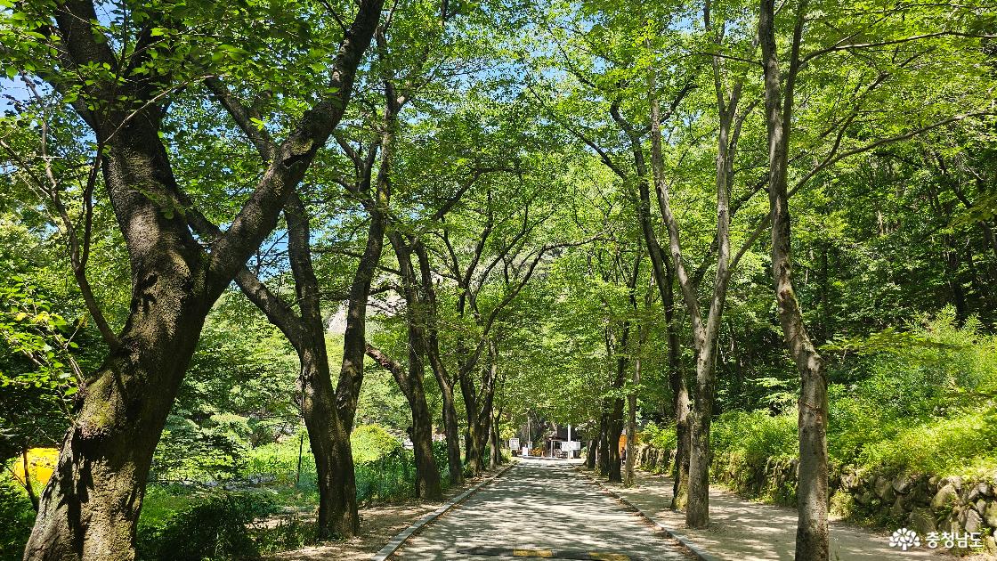동학사 가는 길