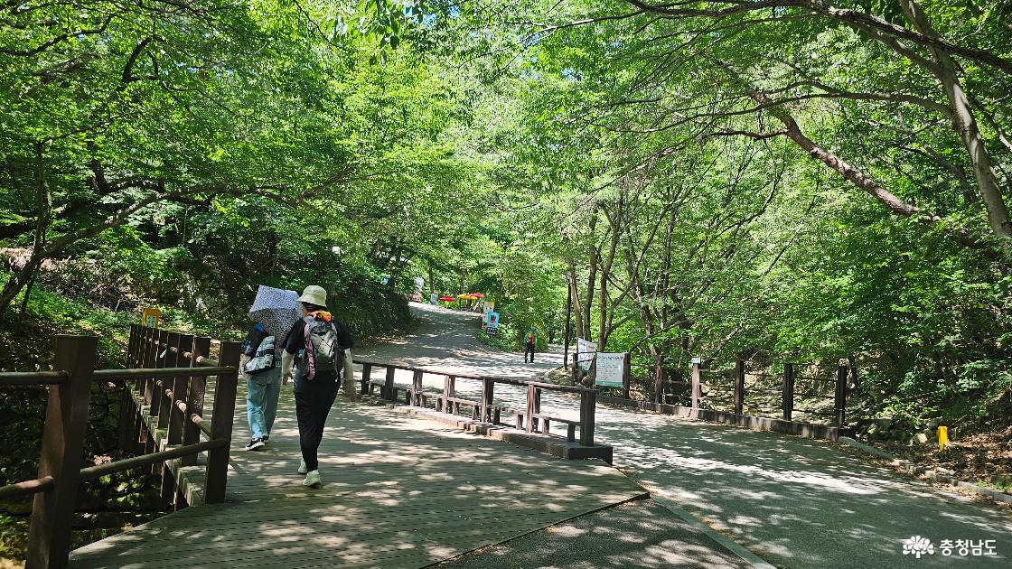 동학사 올라가는 길