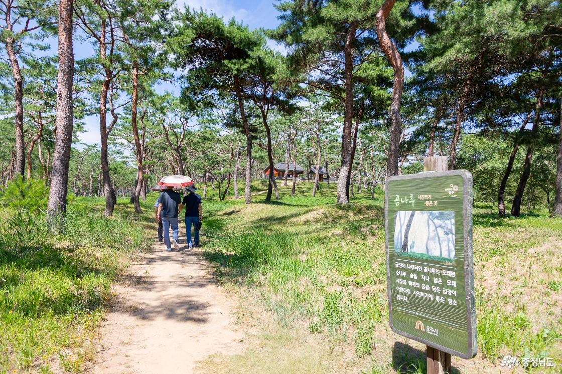 고마나루 소나무 숲