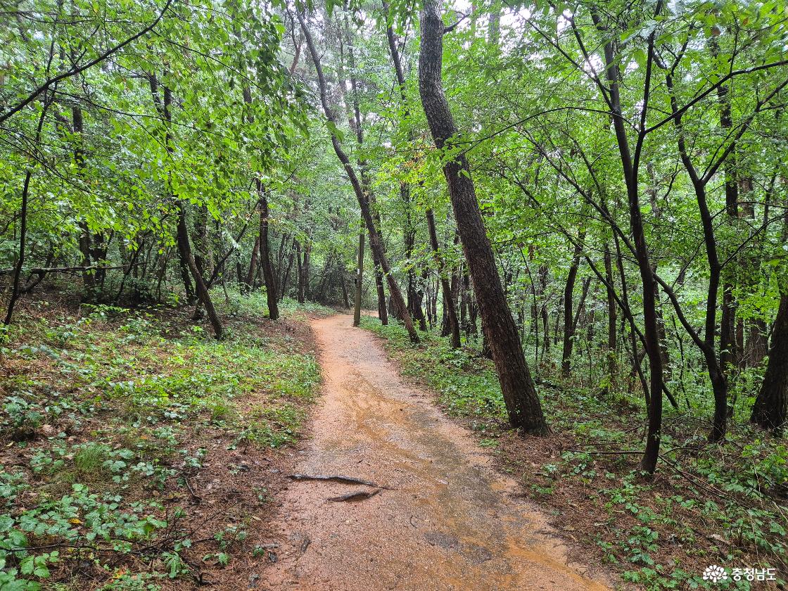 태안 백화산 자락 작은 산