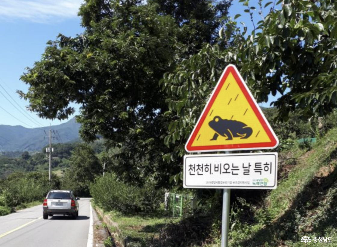 백화산 자락 작은 뒷산 두꺼비