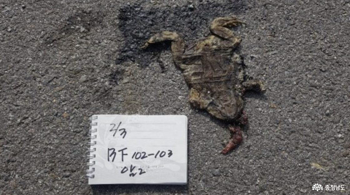 백화산 자락 작은 뒷산 두꺼비
