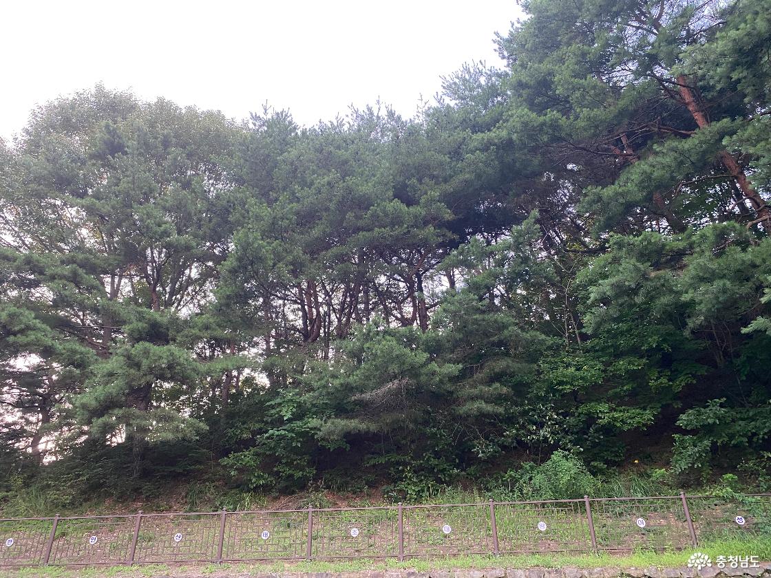금산 태조대왕태실 13