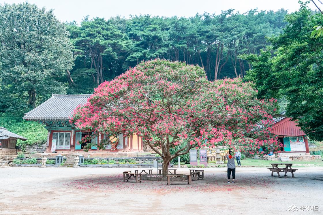 서산 여름여행 추천 한우목장,개심사, 문수사