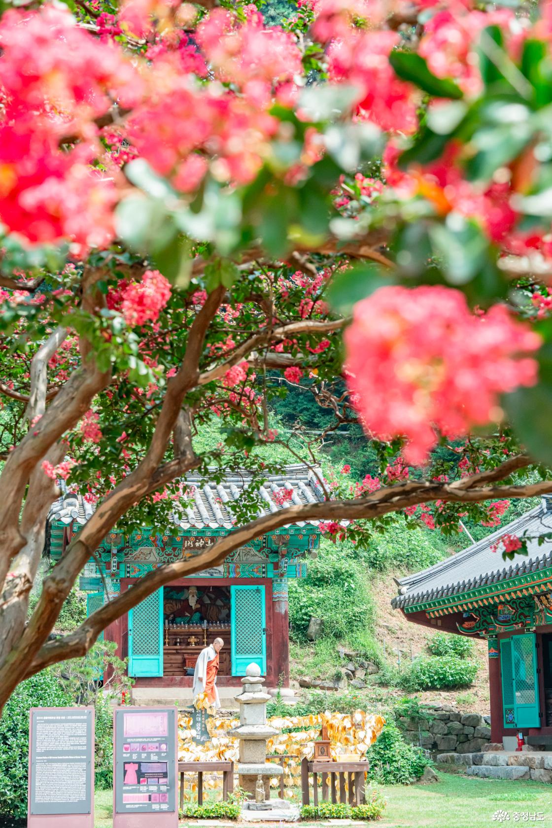 서산 여름여행 추천 한우목장,개심사, 문수사