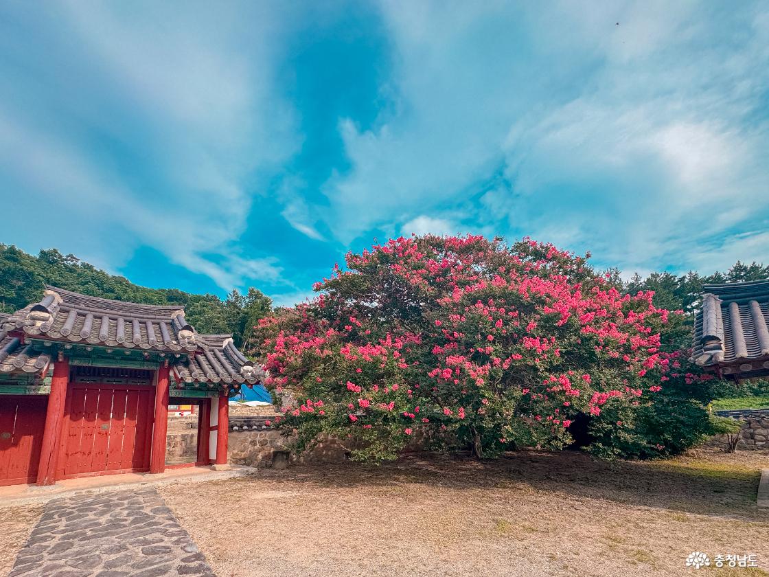 논산 충곡서원 내부 배롱나무 사진