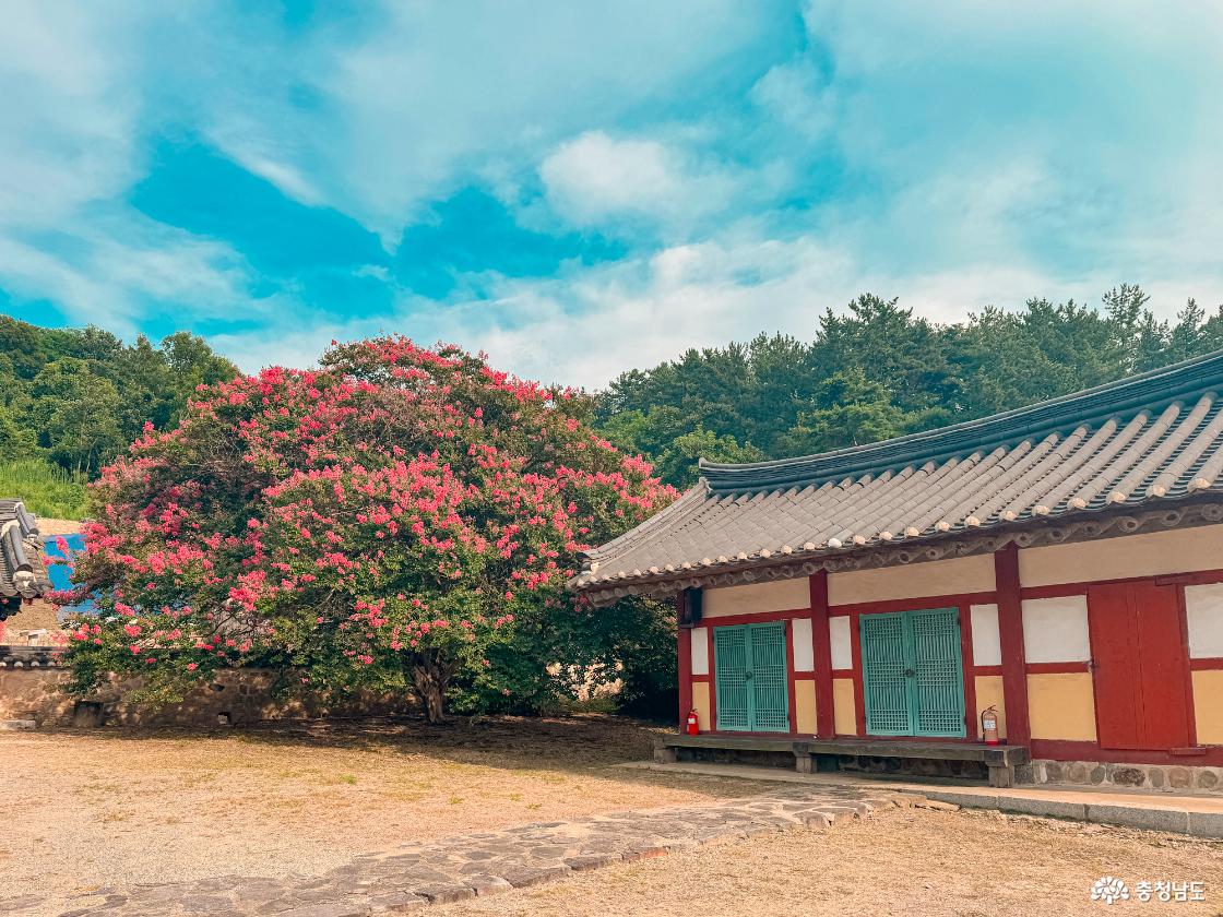논산 충곡서원 내부 배롱나무와 건물 전경 사진