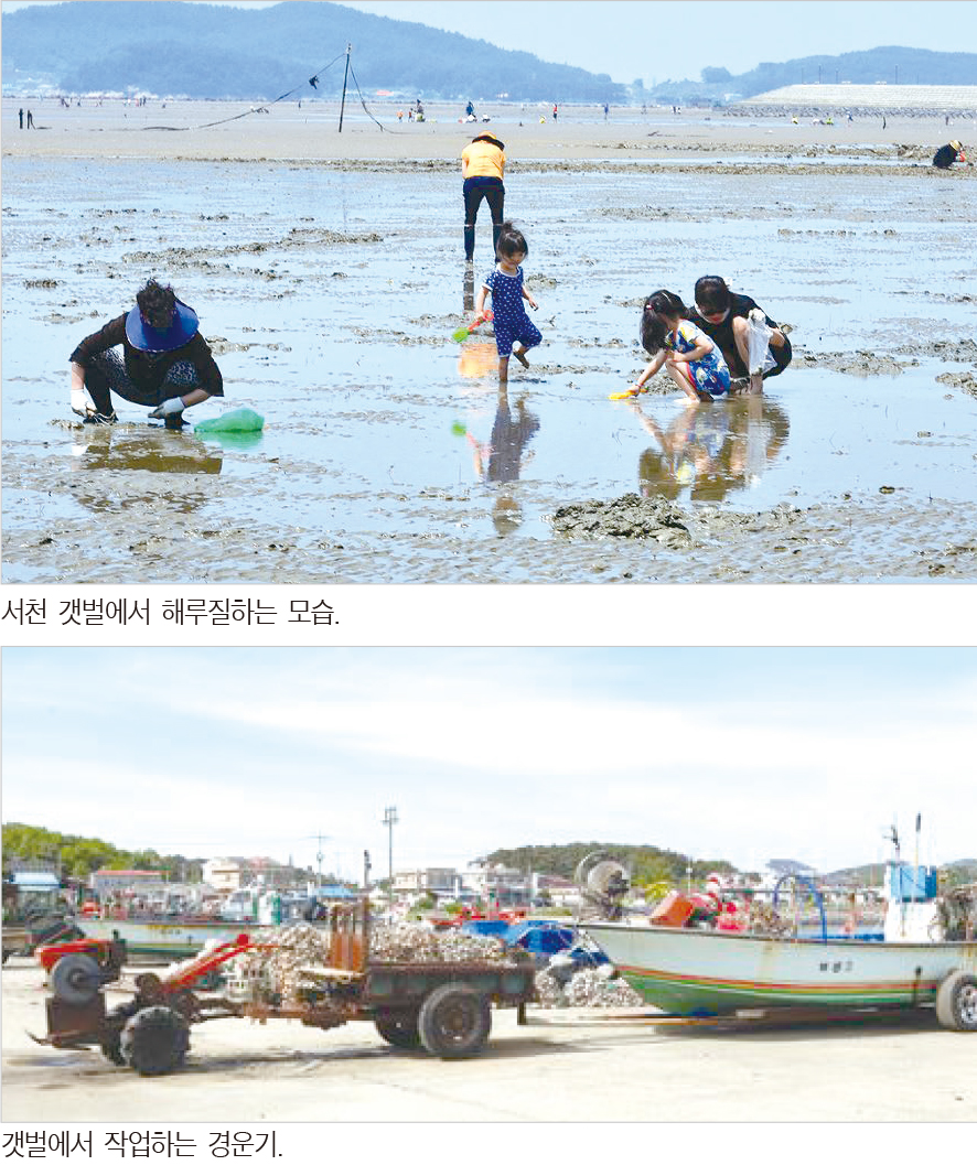 생명의 땅, 갯벌을 걷다