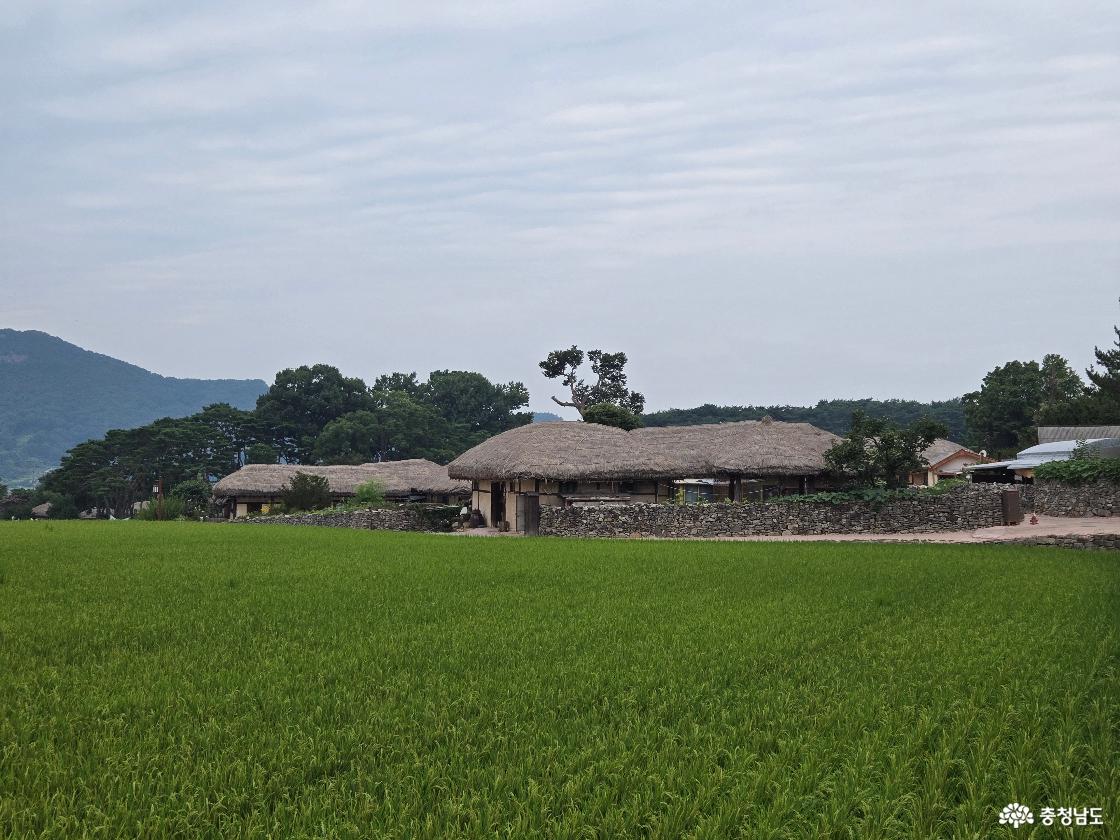 마을 옆 초록빛 논밭