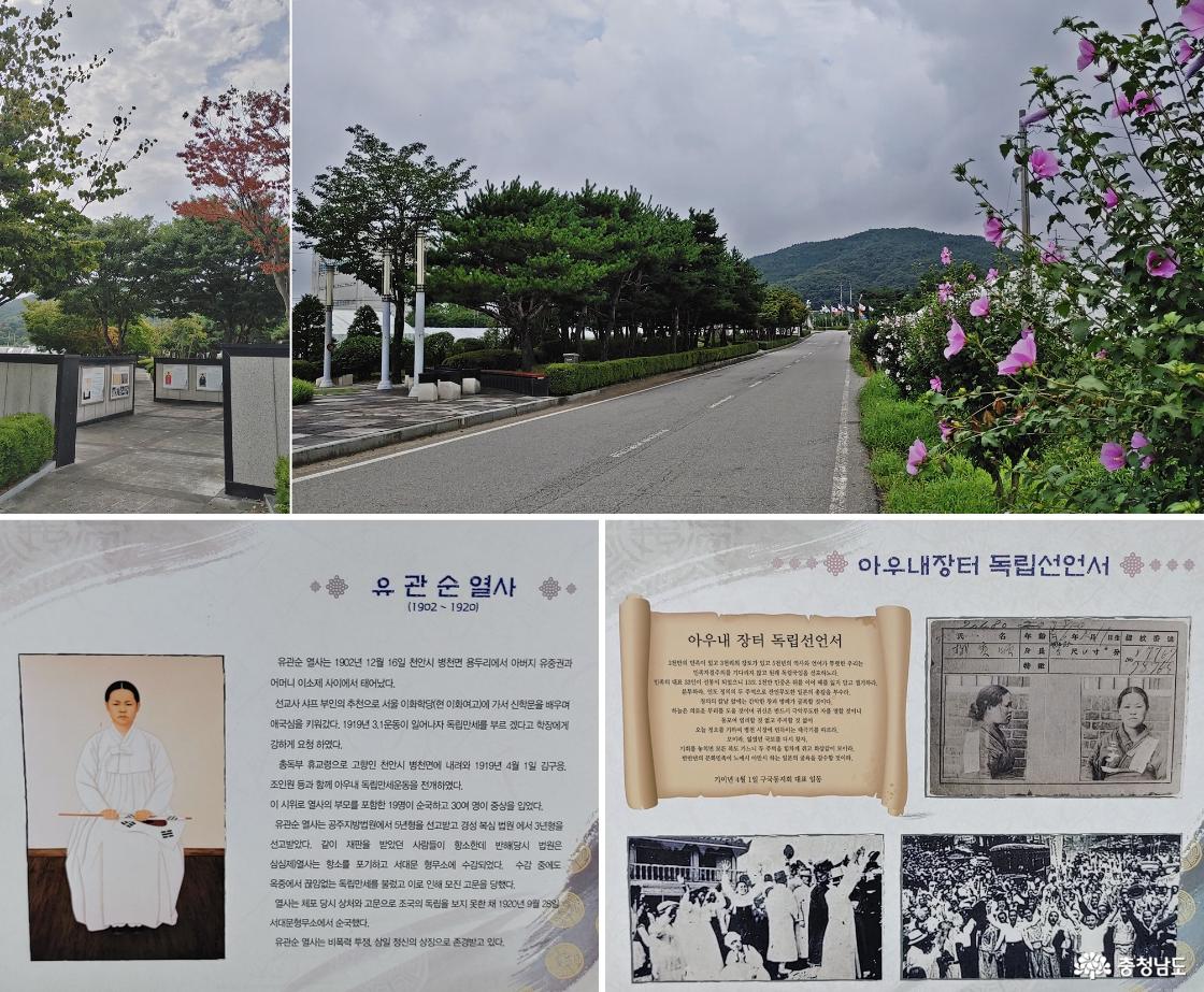 열사의 거리 옆으로 핀 무궁화 꽃길 / 유관순 열사와 아우내장터 독립선언서