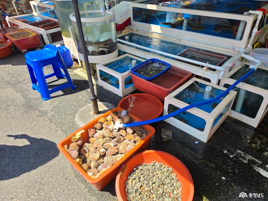고무 대야에 소라가 담겨있다
