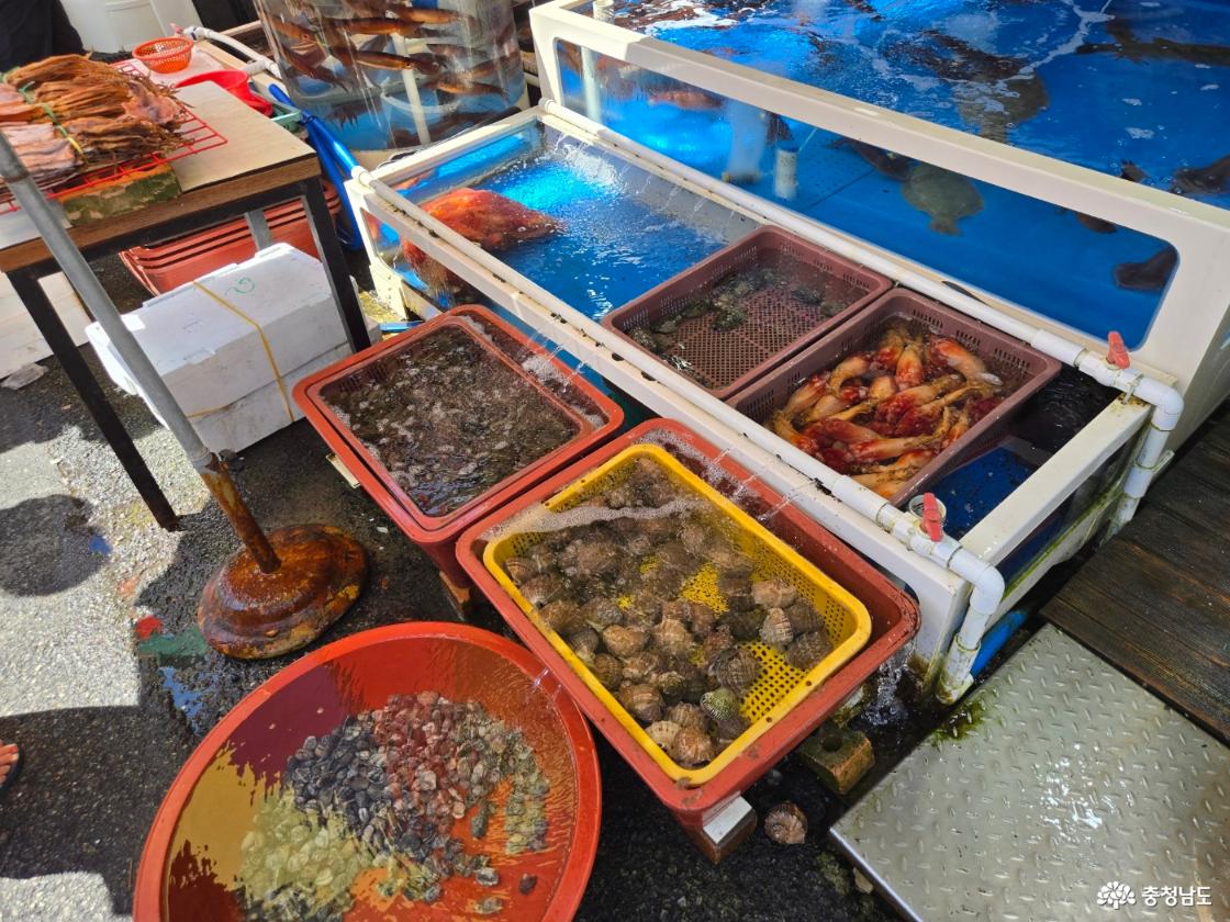 멍개, 소라, 횟감 물고기가 어항에 있다