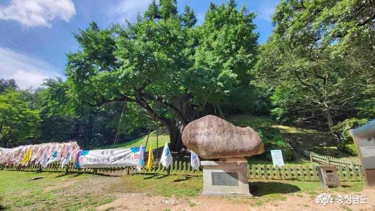 보석사 입구 은행나무